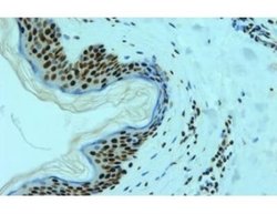 hnRNP L Antibody (4D11) - Azide and BSA Free, Novus Biologicals 0.1 mL;